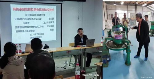 西盟縣農科服務團佤鄉傳授茶科技，信息技術咨詢服務助力鄉村全面振興
